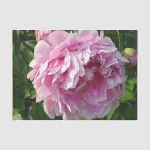 Pink Peony photo cottage farmhouse floral garden Tissue Paper