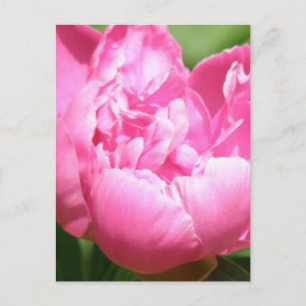 Pink Peony Postcard