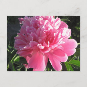 Pink Peony Postcard