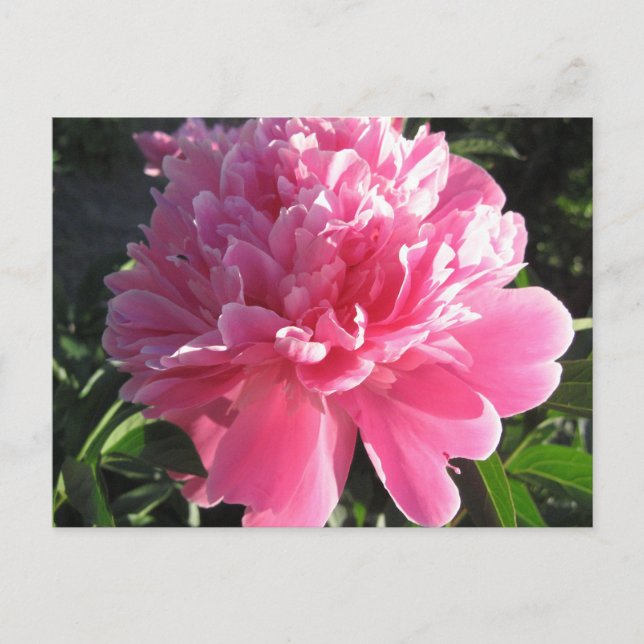 Pink Peony Postcard (Front)