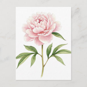 Pink Peony Postcard