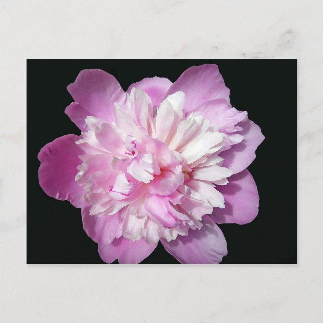 Pink Peony Postcard (Front)