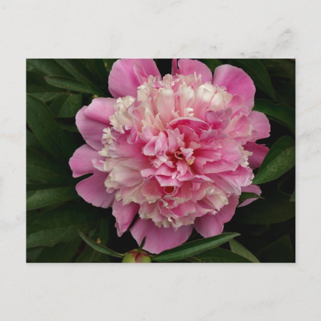Pink Peony Postcard (Front)