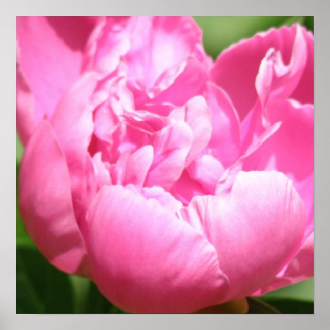 Pink Peony Poster (Front)