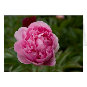Pink Peony Rosa Pfingstrose