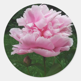 Pink Peony Round Stickers