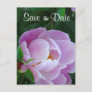 Pink Peony Save the Date Postcard