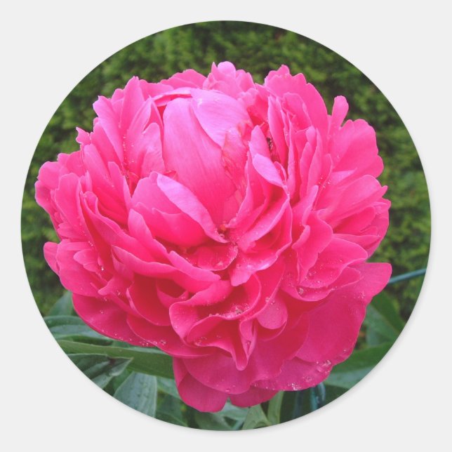 Pink Peony Sticker (Front)