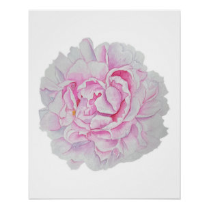 Pink Peony Watercolor Flower Poster