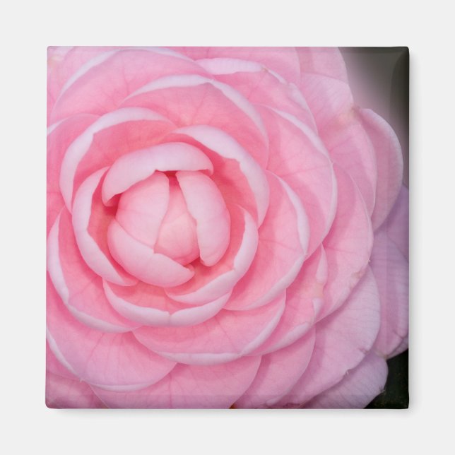 Pink Perfection Camellia Magnet (Front)
