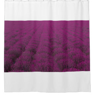 Pink petaled flower field