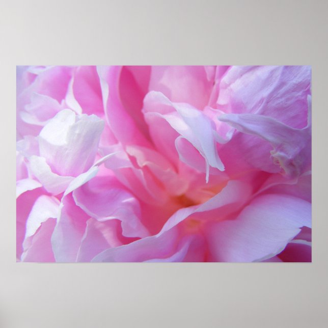 Pink Petals Peonie Poster (Front)