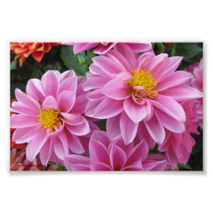 Pink Petals Photo Print
