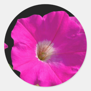 pink petunia flower classic round sticker