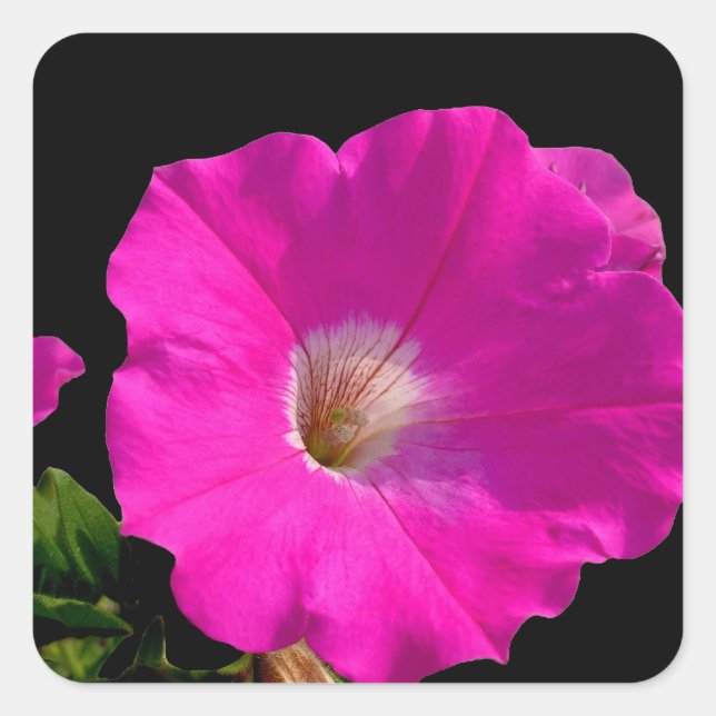 pink petunia flower square sticker (Front)