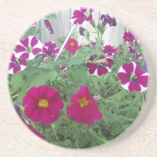 Pink Petunias Coaster (Front)