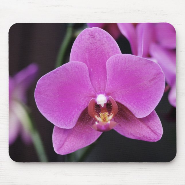 Pink Phalaenopsis Mouse Pad (Front)