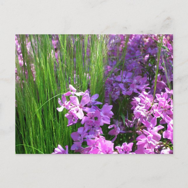 Pink Phlox and Grass Summer Floral Postcard (Front)