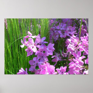 Pink Phlox and Grass Summer Floral Poster