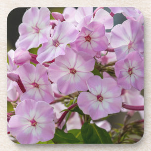 Pink Phlox Coaster