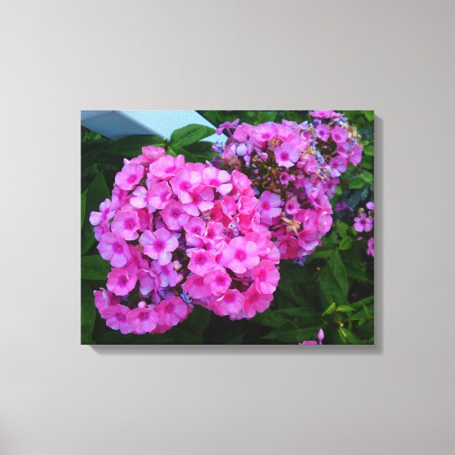 Pink Phlox Flower Canvas Print (Front)