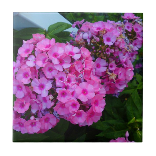 Pink Phlox Flower Tile (Front)