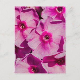 Pink phlox flowers postcard