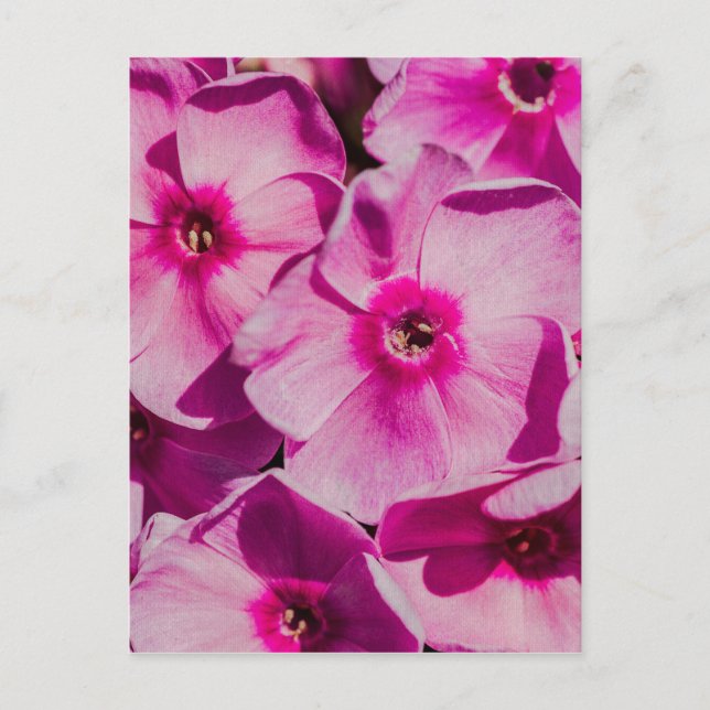Pink phlox flowers postcard (Front)