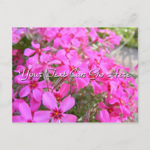 Pink Phlox Flowers Postcard
