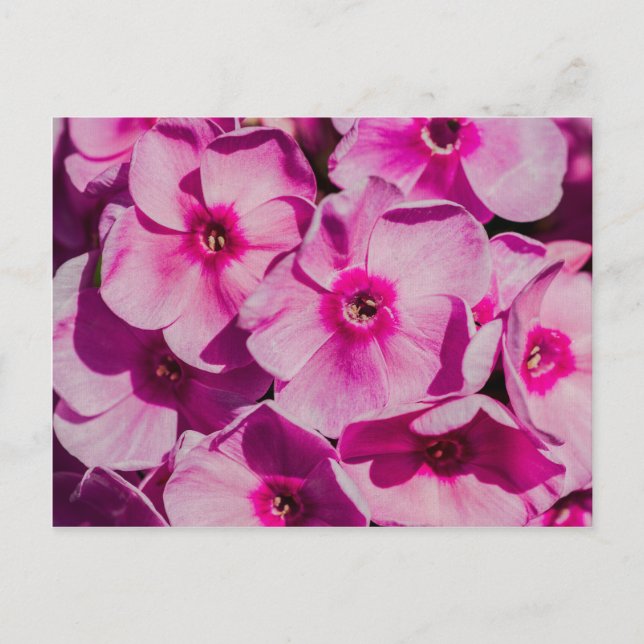 Pink phlox flowers postcard (Front)