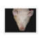 Pink pig head against black background