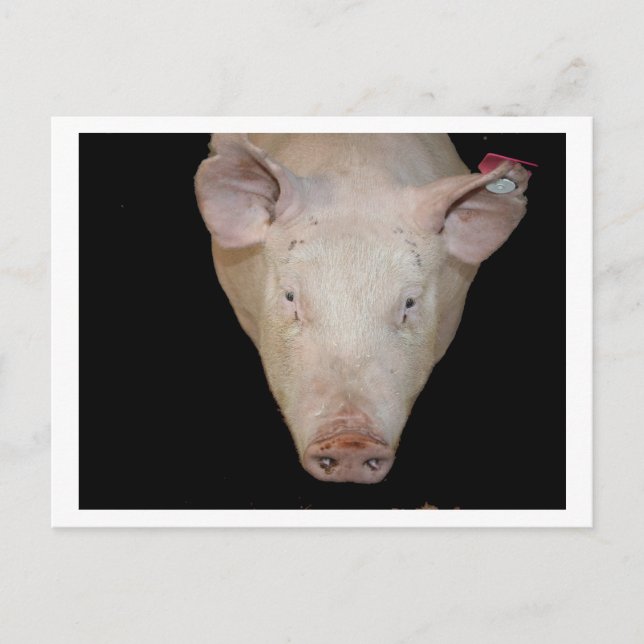 Pink pig head against black background postcard (Front)