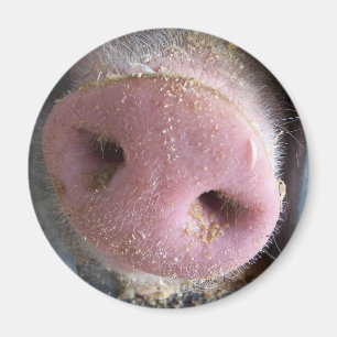 Pink Pig nose close up photograph Magnet