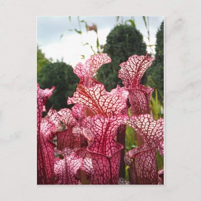 Pink Pitcher Plant Postcard (Front)