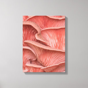 pink pleuroses canvas print