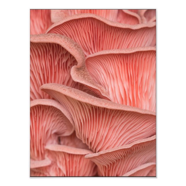 pink pleuroses photo print (Front)