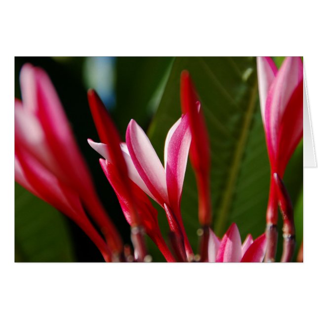 Pink Plumeria Card (Front Horizontal)