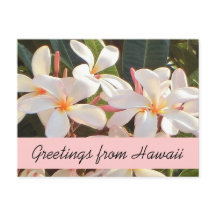 Pink plumeria flower Hawaii greetings postcard