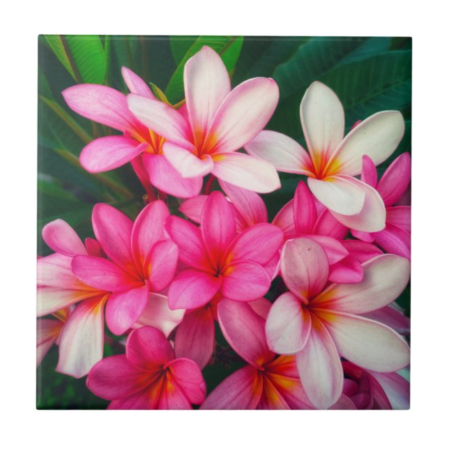 Pink Plumeria Flowers Hawaiian Nature Tile (Front)