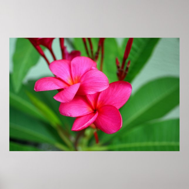 Pink Plumeria Frangipani Hawaiian Flower Poster (Front)
