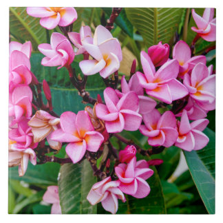 Pink Plumeria Tile