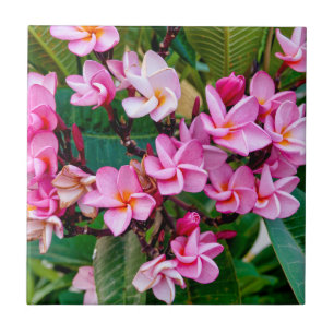 Pink Plumeria Tile