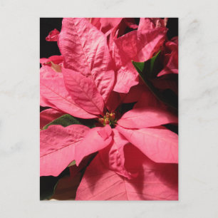 Pink Poinsettia Christmas Flowers Holiday Postcard