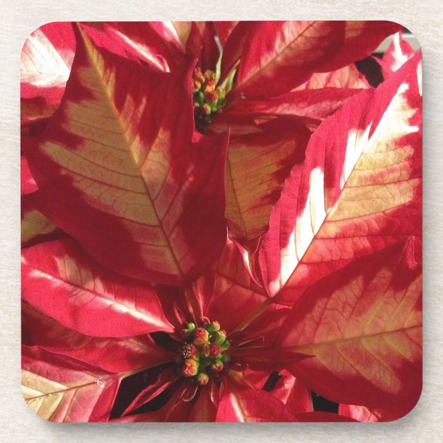 Pink Poinsettia Coaster (Front)
