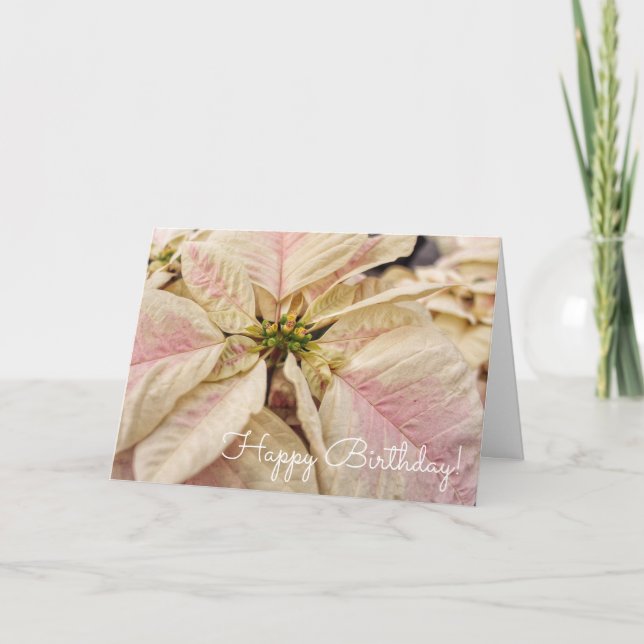 Pink Poinsettia December Birthday Card (Front)