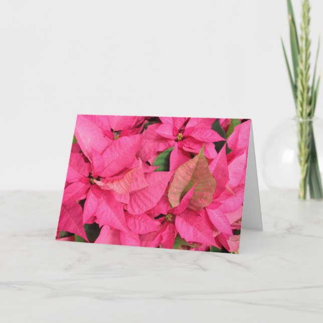 Pink Poinsettia Flower Christmas Holiday Card (Front)