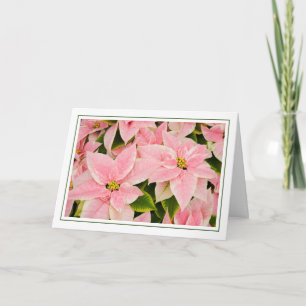 Pink Poinsettias Holiday Card