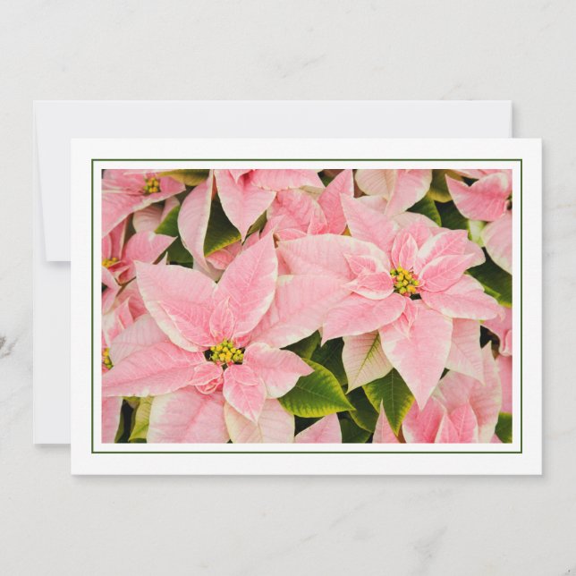Pink Poinsettias Holiday Card (Front)