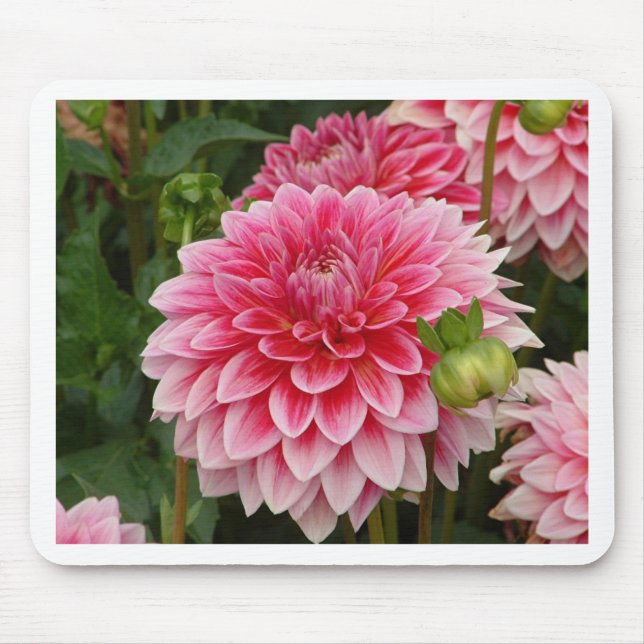 "Pink Pom Pom Dahlia" Mouse Pad (Front)