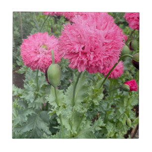 Pink Pom Pom Poppies Tile